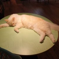 Sleeping cat at Katzentempel - Hannover in Hannover