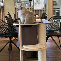 Fluffy company 🐈‍⬛  at Katzentempel - Hannover in Hannover