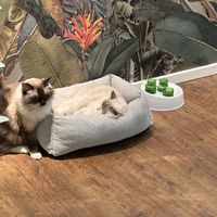 More fluffy company  at Katzentempel - Hannover in Hannover