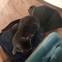  at Katzentempel - Hannover in Hannover