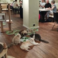  at Katzentempel - Hannover in Hannover