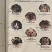 Diese Preise sind etwas teurer, damit wird die Versorgung der Katzen gewährleistet ( Futter, Pflege, Tierarzt) 😻  at Katzentempel - Hannover in Hannover