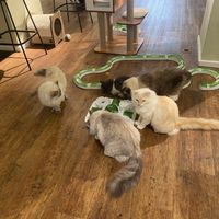   at Katzentempel - Hannover in Hannover