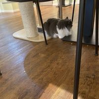   at Katzentempel - Hannover in Hannover