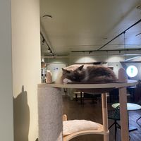   at Katzentempel - Hannover in Hannover