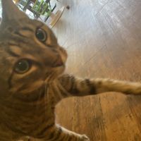   at Katzentempel - Hannover in Hannover