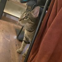   at Katzentempel - Hannover in Hannover