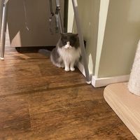   at Katzentempel - Hannover in Hannover