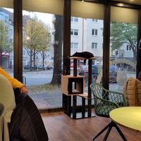 Sleeping cat at Katzentempel - Hannover in Hannover