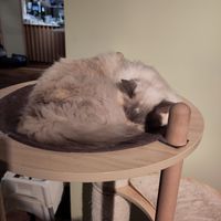 Sleeping cat again at Katzentempel - Hannover in Hannover