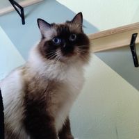  at Katzentempel - Hannover in Hannover