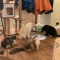 Katzen  at Katzentempel - Hannover in Hannover