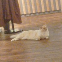  at Katzentempel - Hannover in Hannover