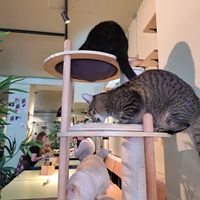  at Katzentempel - Hannover in Hannover