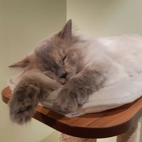  at Katzentempel - Hannover in Hannover