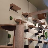  at Katzentempel - Hannover in Hannover