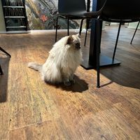   at Katzentempel - Hannover in Hannover