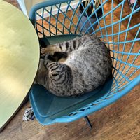   at Katzentempel - Hannover in Hannover