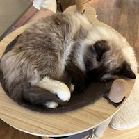   at Katzentempel - Hannover in Hannover