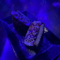 Spum musubi  at Wild Orange in Honolulu