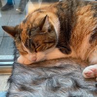  at Cat Cafe in Vilnius