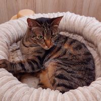  at Cat Cafe in Vilnius