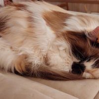  at Cat Cafe in Vilnius