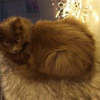  at Cat Cafe in Vilnius