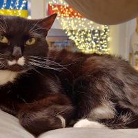  at Cat Cafe in Vilnius