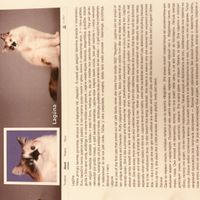   at Cat Cafe in Vilnius