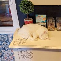 Cat at Cat Cafe in Vilnius