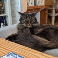 Cat at Cat Cafe in Vilnius