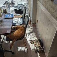 Many cats at Cat Cafe in Vilnius