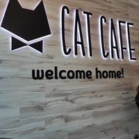  at Cat Cafe in Vilnius