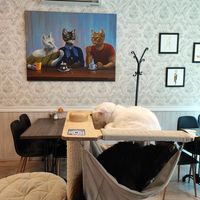  at Cat Cafe in Vilnius