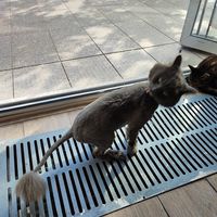  at Cat Cafe in Vilnius