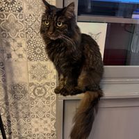  at Cat Cafe in Vilnius