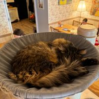  at Cat Cafe in Vilnius