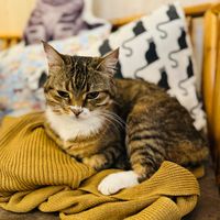  at Cat Cafe in Vilnius