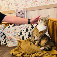  at Cat Cafe in Vilnius