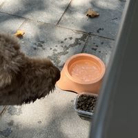 Agüita con hielo para nuestro perro  at El Petit Obrador in Girona