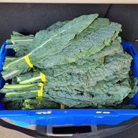 beautiful black kale at Heliotrope Organic Farm in Regina