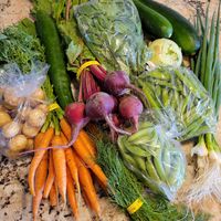 Farm Fresh bin at Heliotrope Organic Farm in Regina