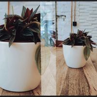 Full Circle Coffee Flower Pots at Full Circle Coffee in Ghent