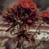 A nearby flower on a  cloudy day. at Full Circle Coffee in Ghent