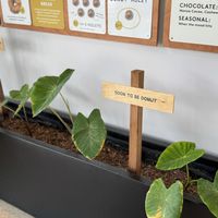 Taro Plants  at Holey Grail Donuts - Santa Monica in Santa Monica