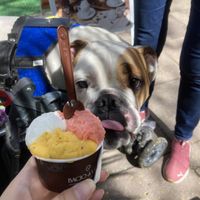 Selo de aprovação canina! (Ele não comeu o gelato só posou para a foto kkk) #Veganuary at Bacio di Latte - Iguatemi in Porto Alegre