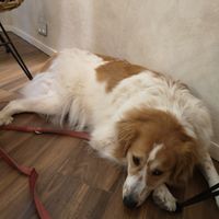 Dog friendly space at Vita Rama in Sofia