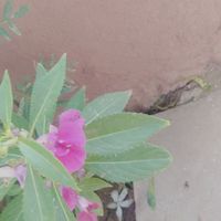 Blossom flower 🌹 at Chhotaram Prajapat's Homestay in Jodhpur