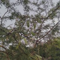 Kumatiya plant at Chhotaram Prajapat's Homestay in Jodhpur